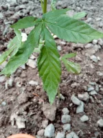 IMG_20170607_160724.webp
