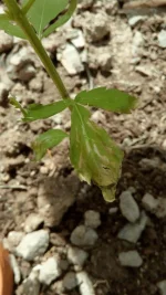 IMG_20170607_160306.webp