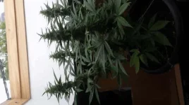 flo +60 kush.webp
