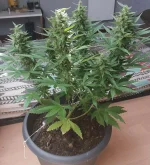flo +68 kush.webp