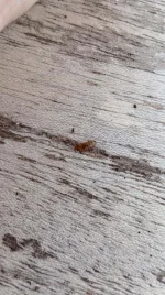 IMG_20170609_152605.webp