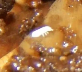 bestiole blanche 2.webp