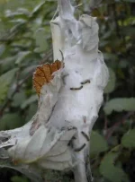 Les insectes
