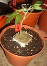 Comment faire du one bud ? Tailler un one bud.