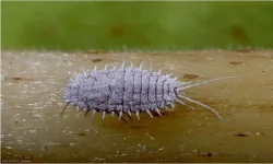 Cochenille