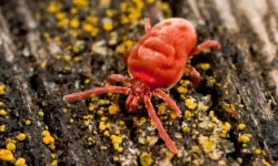 Lutter contre les araignées rouges