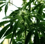 La sexualité du cannabis