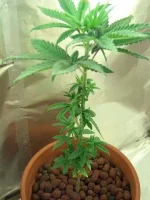 La taille d'un plant