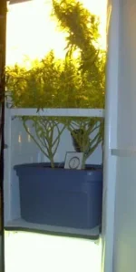Le Scrog