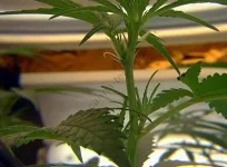 La plante généralité/mâle/femelle/le froid/la chaleur.