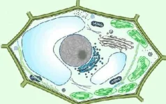 Quelques bases de biologie végétale.