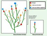 Le pinçage : Comment et où dois-je pincer ?