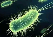 Le rôle des filtres biologiques en cultures hors-sol