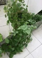 Engrais de Croissance home made