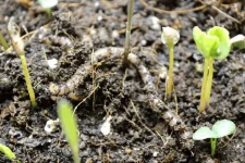 Permaculture d'Intérieur Le No-Till Gardening