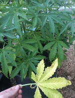 IMG_10371.webp IMG_10371.webp