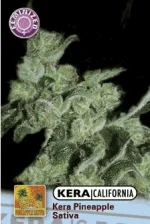 Kera Pineapple Sativa