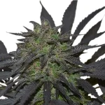 Blue Mystic (RQS)