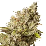 Royal Gorilla (RQS)