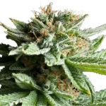 Shining Silver Haze (RQS)
