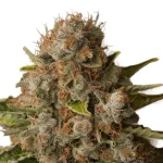 White Widow (RQS)