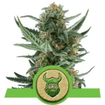 Royal Dwarf Auto (RQS)