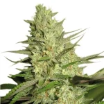 Special Queen 1 (RQS)