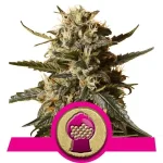 Bubblegum XL (RQS)