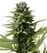 Blue Haze (Zativo)