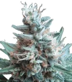 Sweet Candy (Zativo)