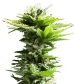 Super Silver Haze (Zativo)