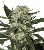 Northern Lights (Zativo)