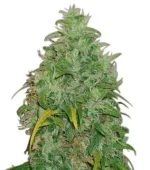 Original Skunk (Zativo)