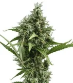 Amnesia Haze Autofloraison (Zativo)