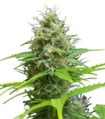 Sweet Candy Autofloraison (Zativo)