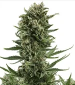 White Widow Autofloraison (Zativo)