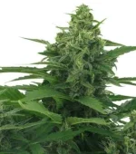 Original Skunk Autofloraison (Zativo)