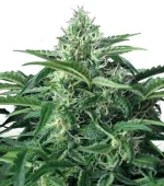 Bubble Kush Autofloraison (Zativo)