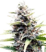 Amnesia Skunk Autofloraison (Zativo)