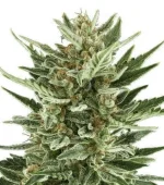 Critical Cheese Autofloraison (Zativo)