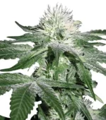 Hash Ultimate (Zativo)