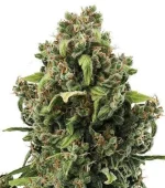 Special Kush (Zativo)