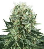 Bubble Kush (Zativo)