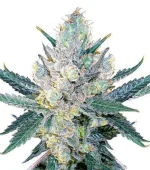 Blue Cheese (Zativo)