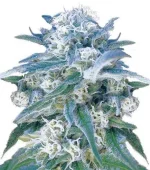 Critical Kush (Zativo)