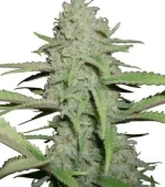 Og Kush (Zativo)