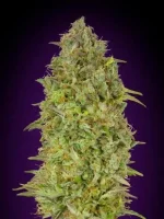 Skunk 47