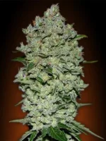 Auto Bio Diesel Mass