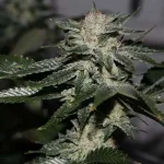 Original Bruce Banner