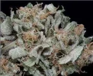 Gorilla Cookie